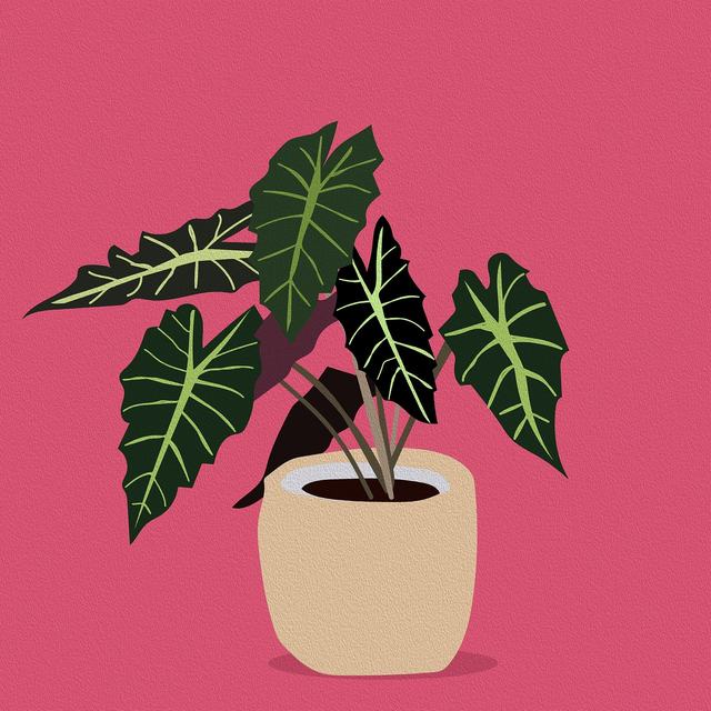 荒岛大作战大逃杀